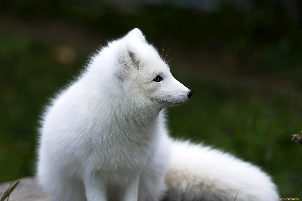 Polar fox Arctic fox