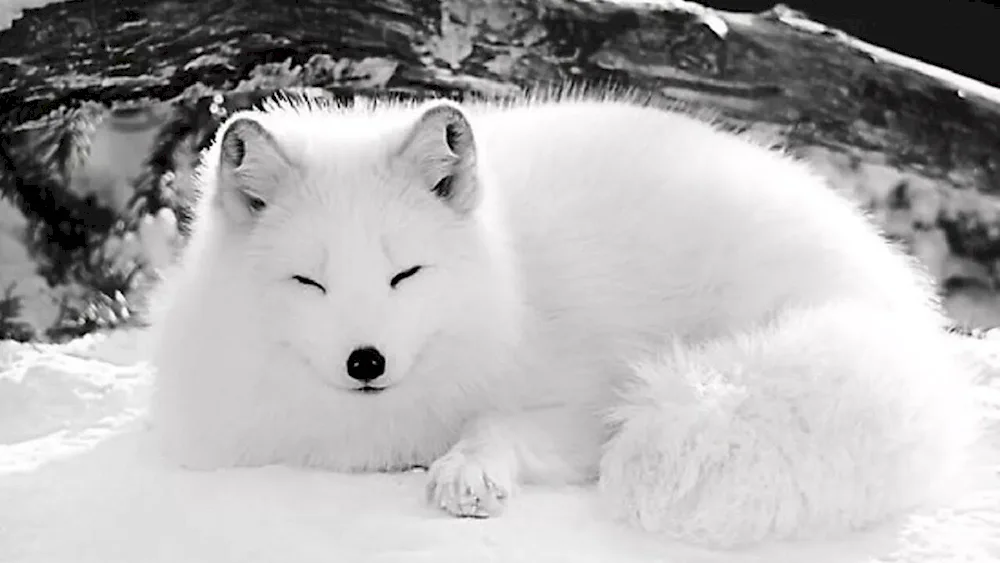 Polar fox