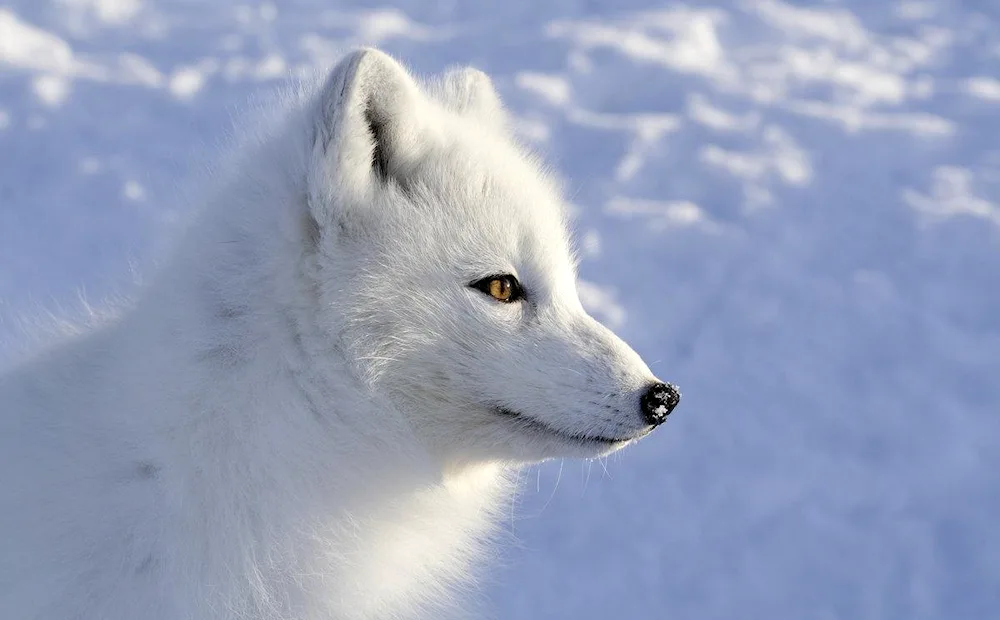 Polar fox