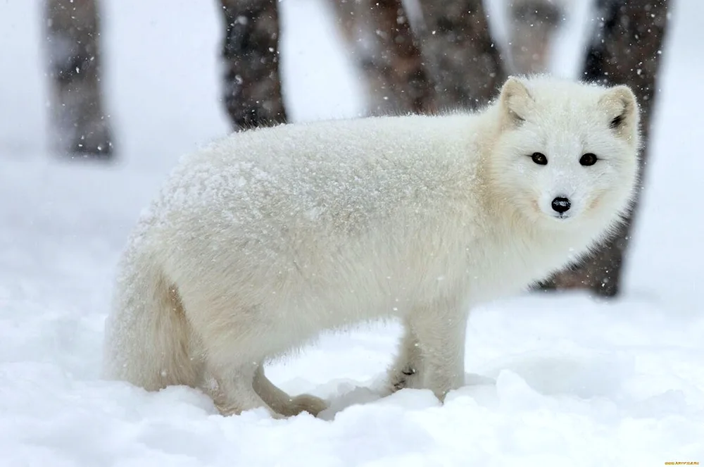 Polar fox Arctic Fox