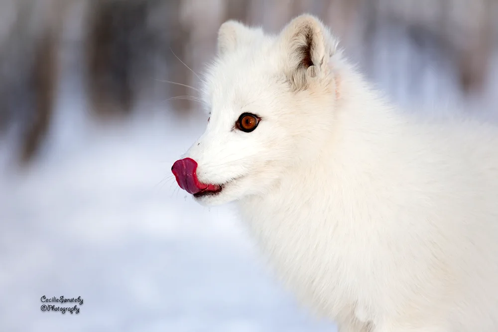 Polar Arctic Fox. Arctic Fox