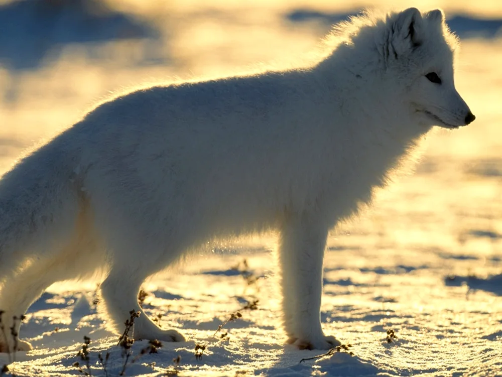 Polar fox