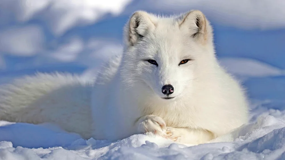 Polar fox Arctic fox