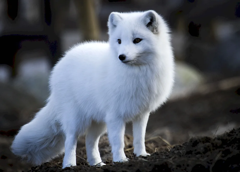 Polar fox Arctic fox