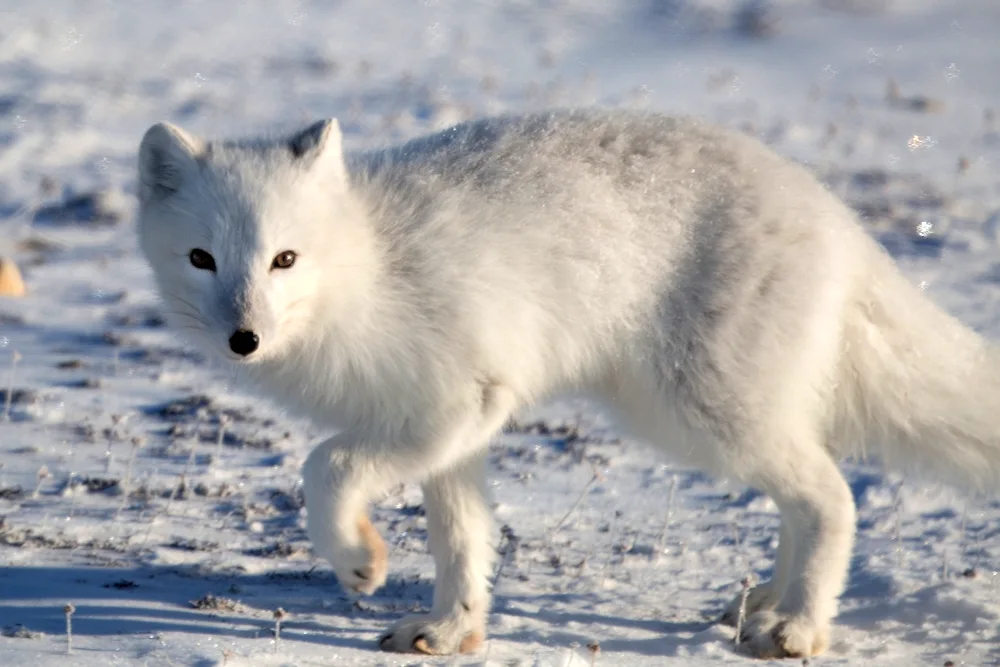 Northern reindeer in the tundra