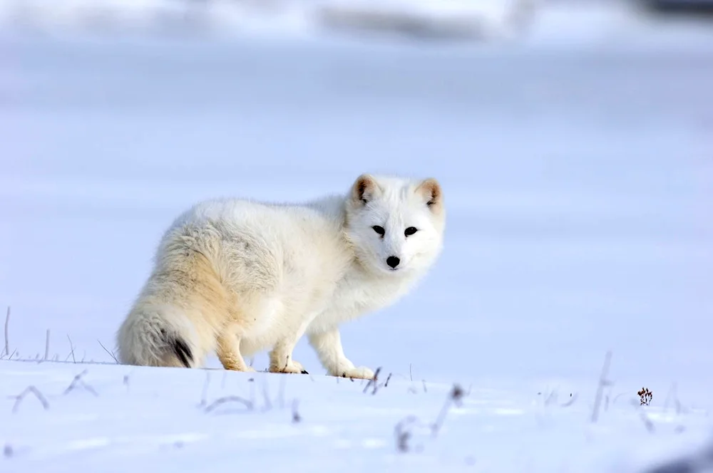 Polar bear