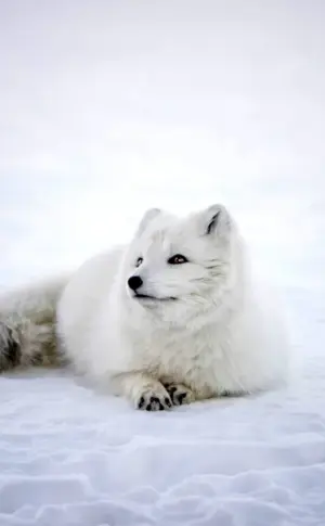 Polar fox Arctic fox