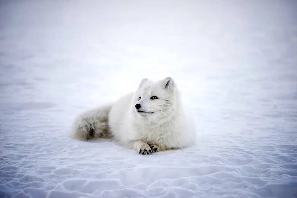 Polar fox Arctic fox