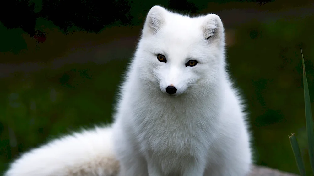 Polar fox