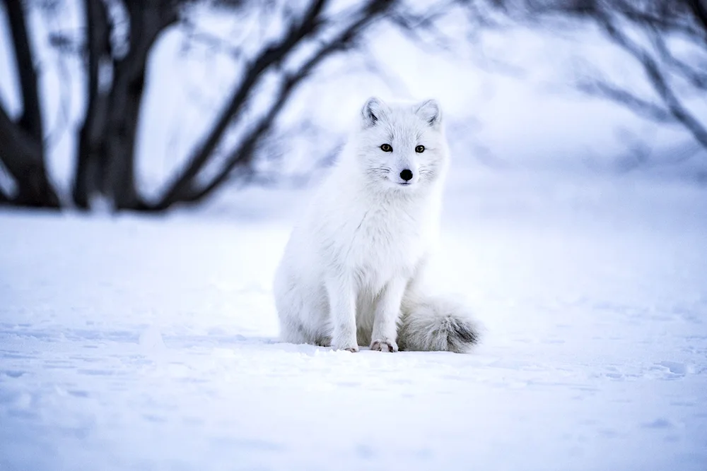 Polar fox