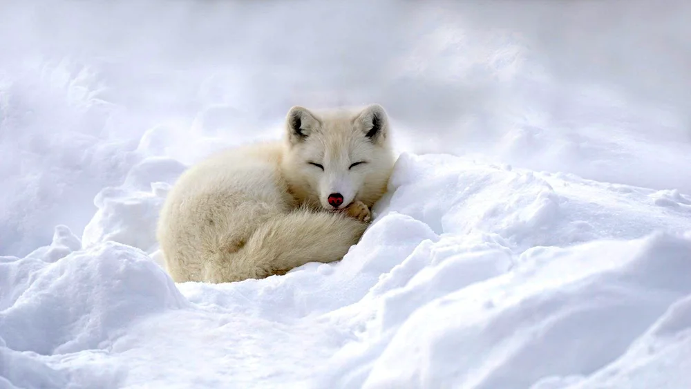 Polar fox