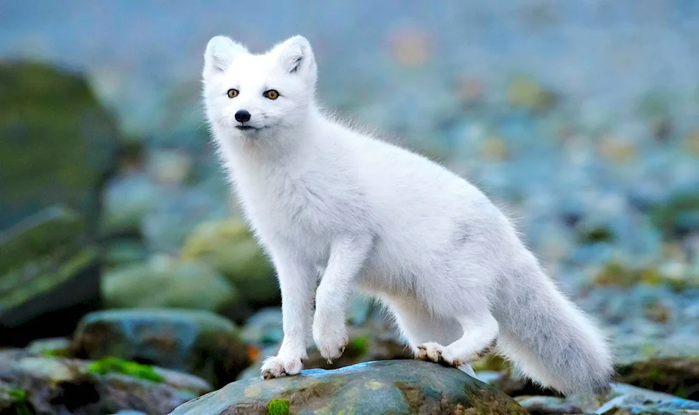 Polar fox