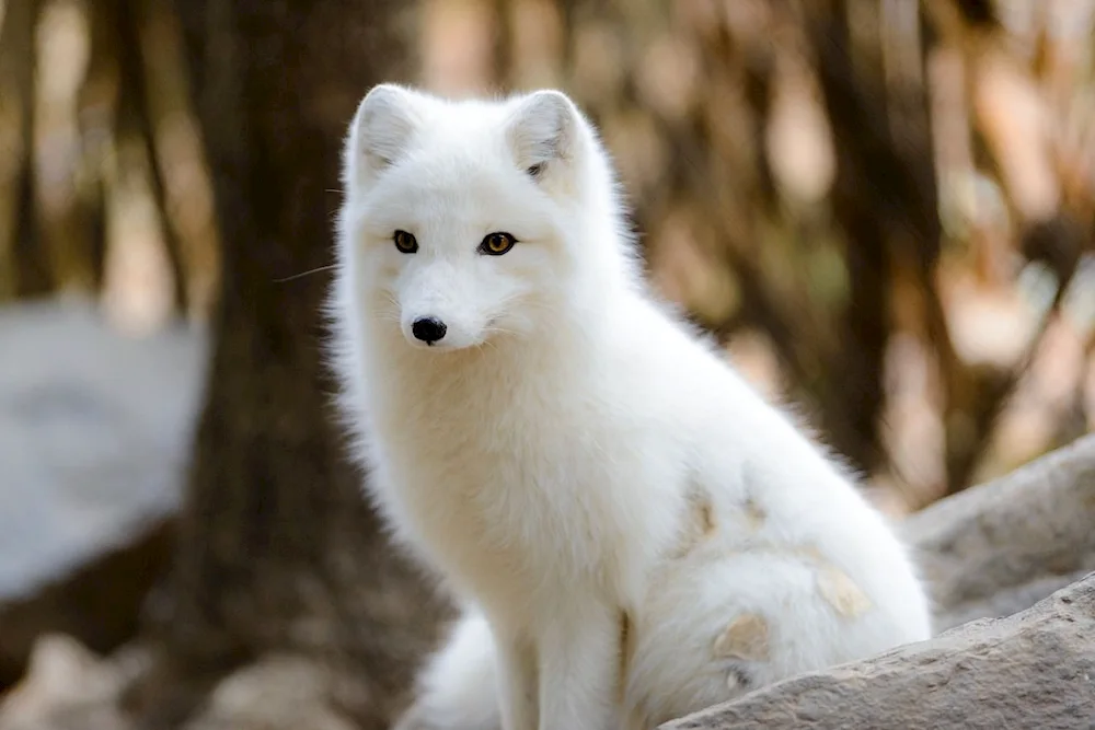 Polar fox