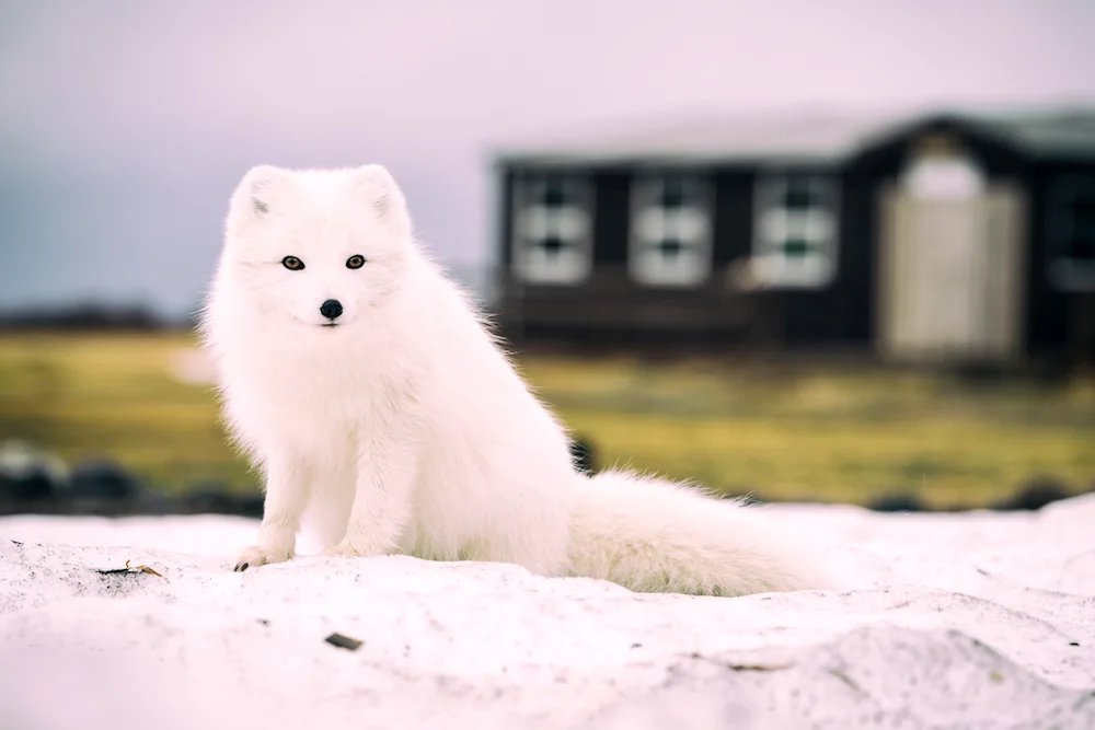 Polar fox