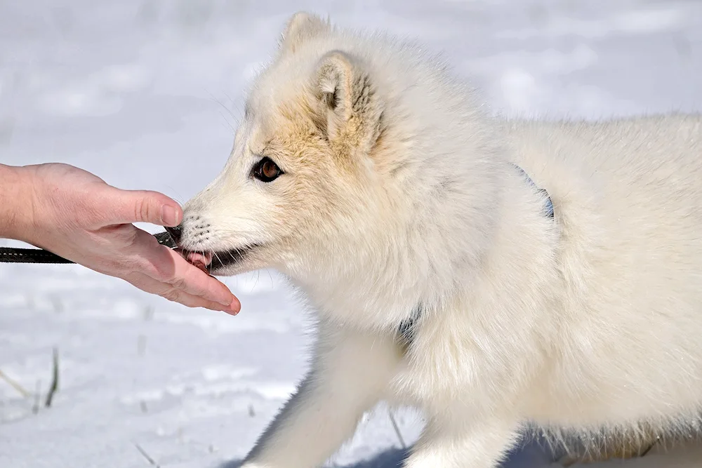 White Arctic Fox