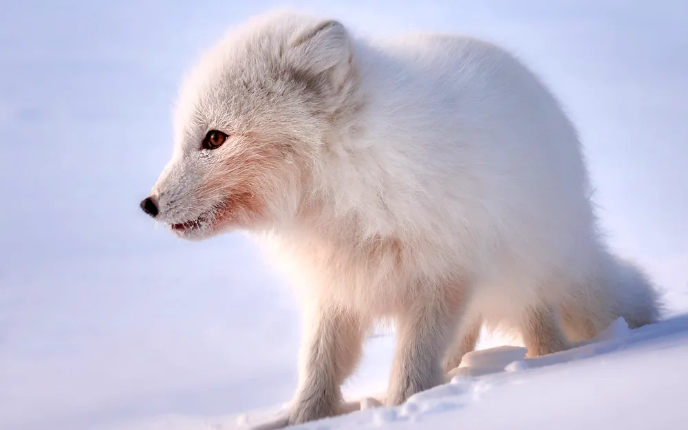 Polar Arctic Fox. Arctic fox