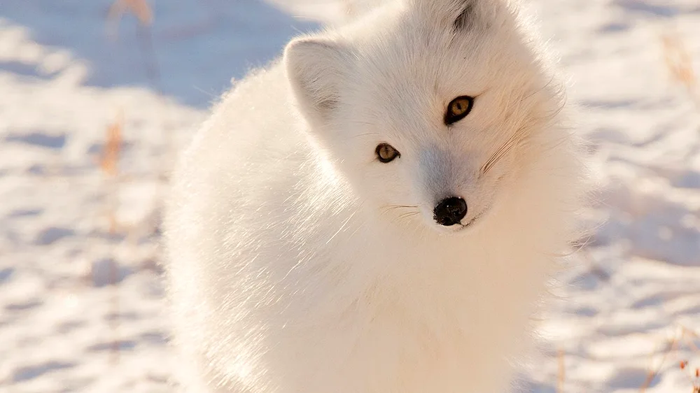 Polar fox Arctic fox