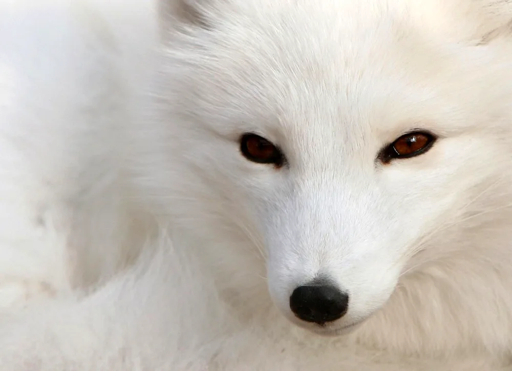 Polar fox Arctic fox