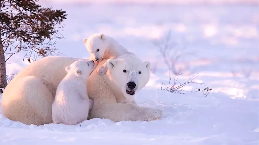 Polar Bear with cub