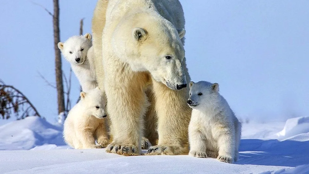 Polar Bear with cub