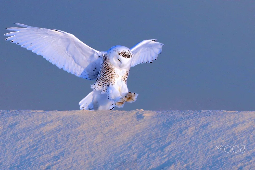 Polar Owl albino