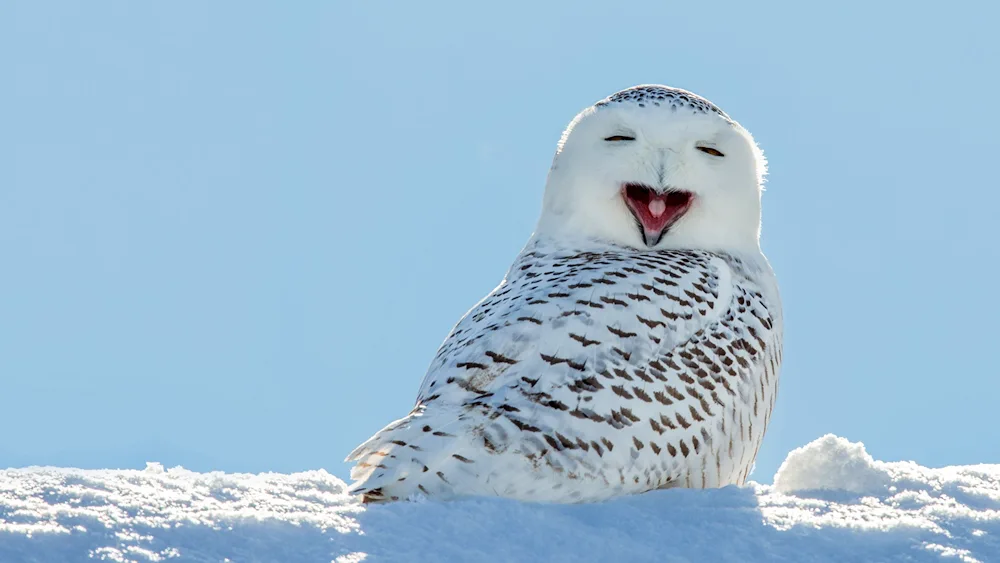 Polar Owl in the Arctic Desert