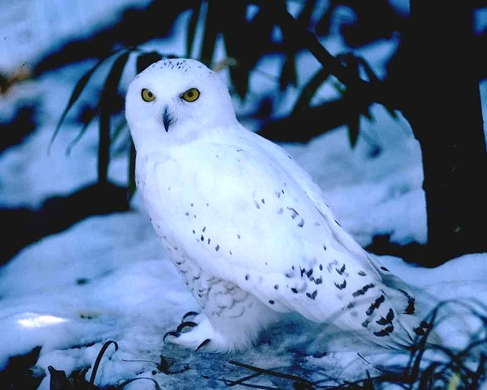 Polar Owl Buklya