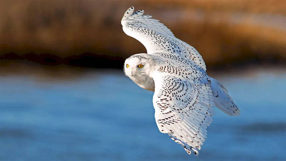 Polar Owl bird