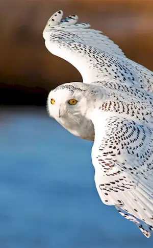 Polar Owl bird