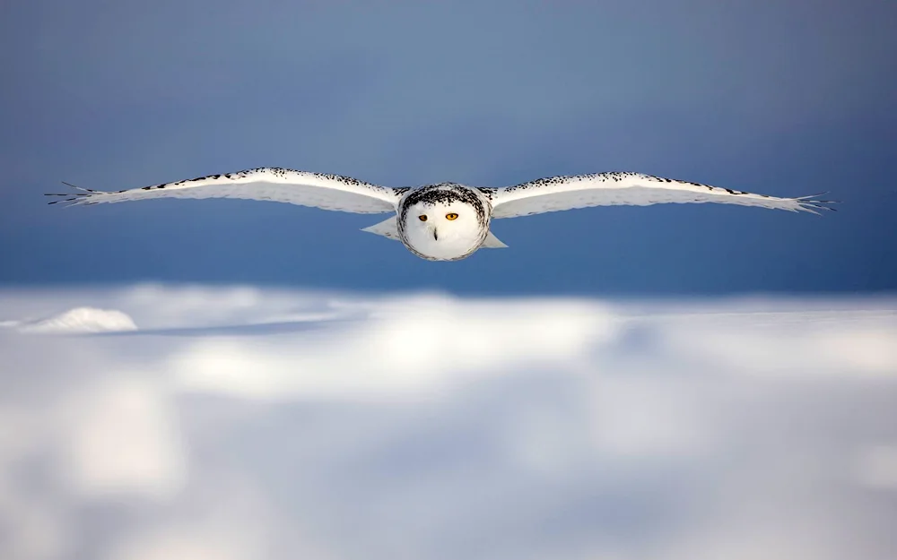 Polar Owl bird