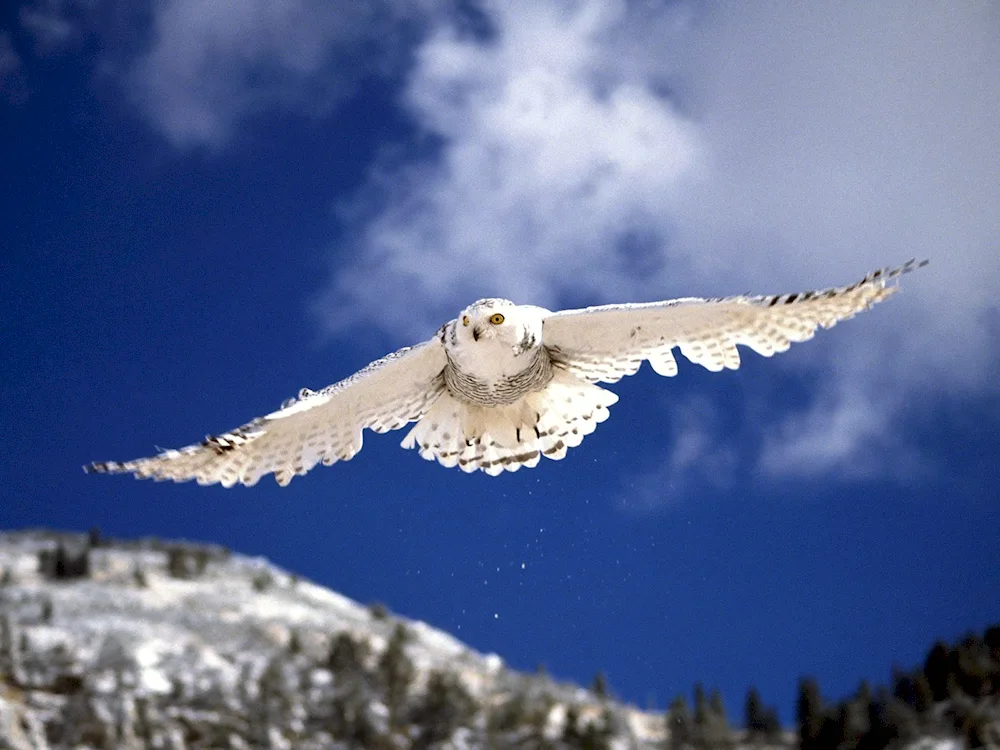 Polar Owl bird