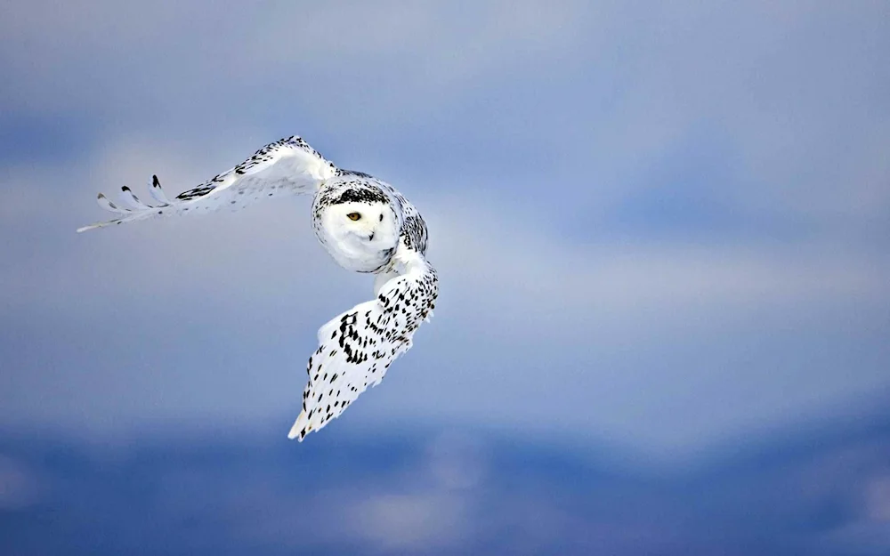 Polar Owl bird