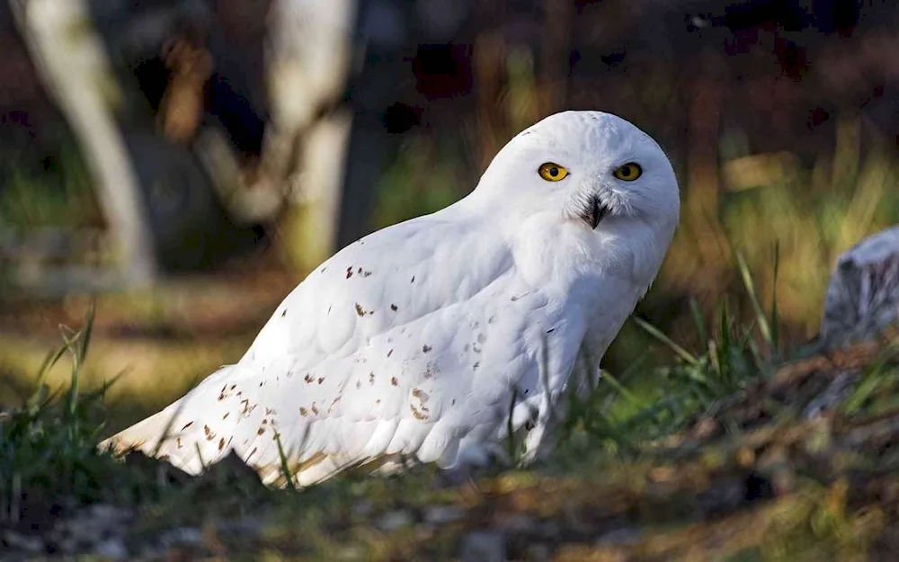 Polar Owl chick