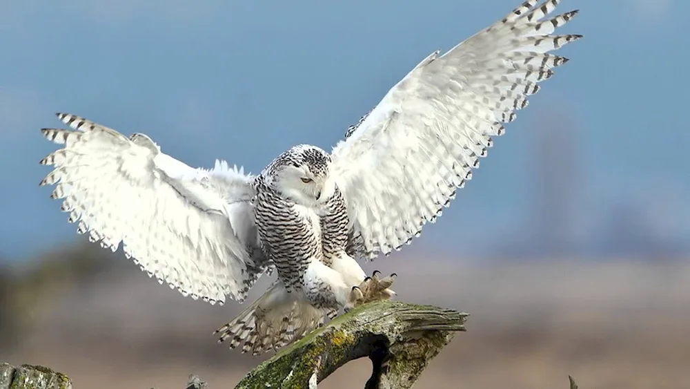 White Kamchatka Gyrfalcon