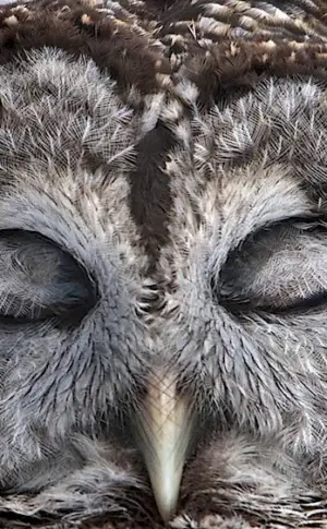 Polar Owl sleeps