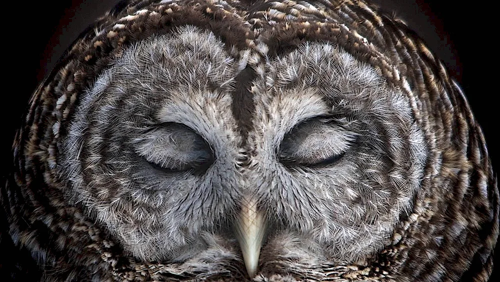 Polar Owl sleeps