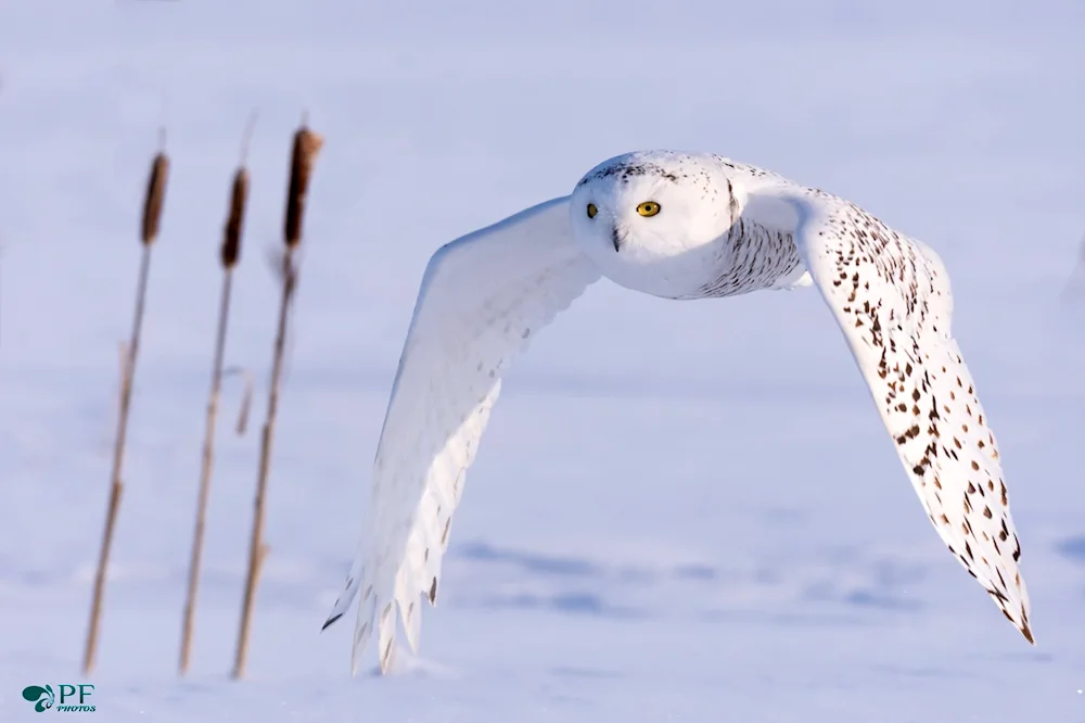 Polar Owl in the Arctic