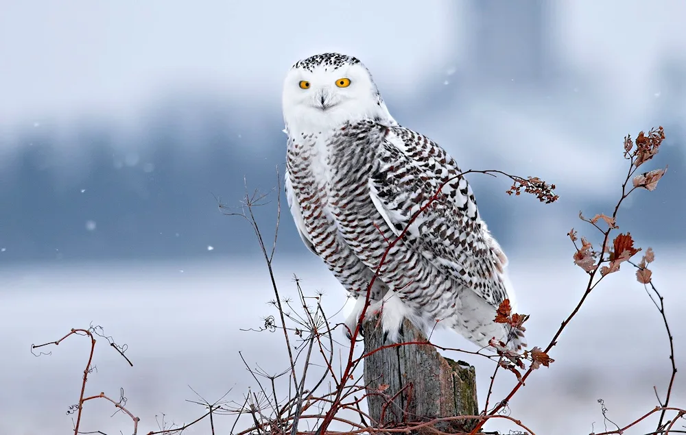 Polar Owl in the tundra