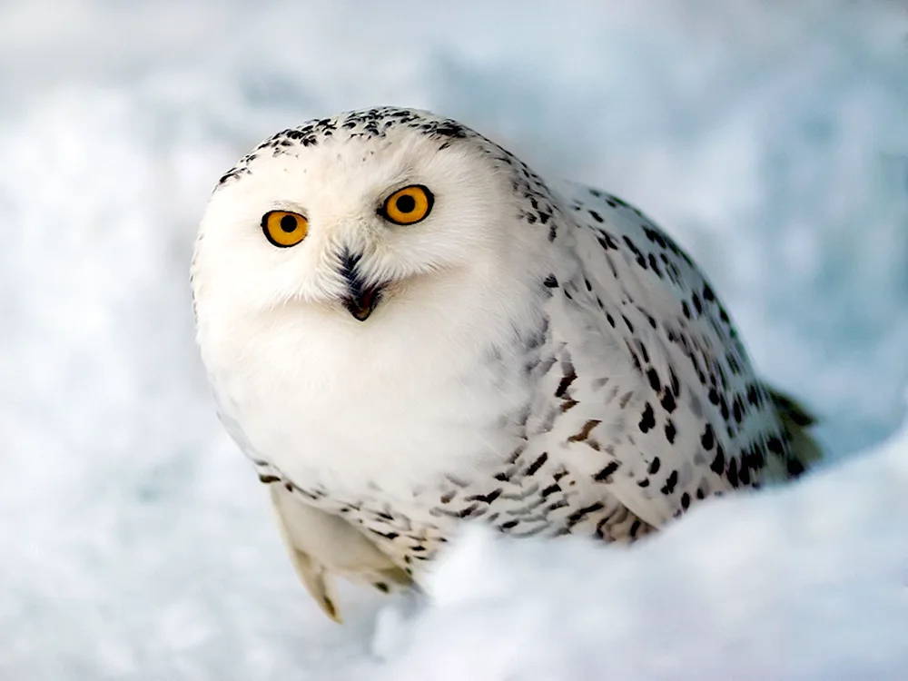 Polar Owl in the tundra