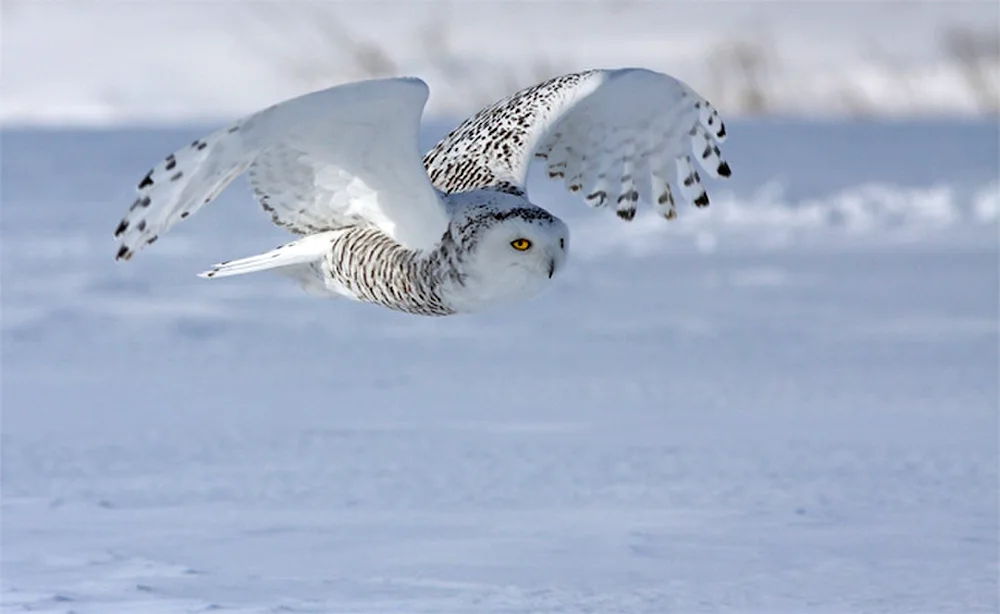 Polar Owl in the tundra