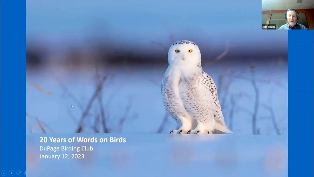 Polar Owl in the tundra