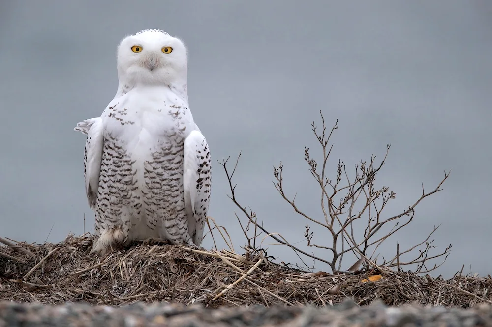 Polar Owl in the tundra