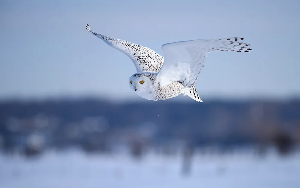 Polar Owl in the tundra