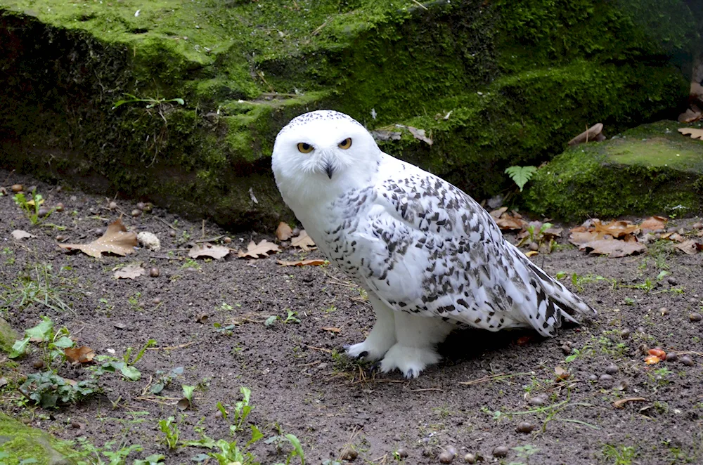 Polar Owl in the tundra