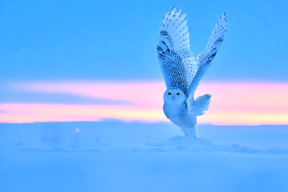 Polar Owl in the tundra. Tundra Owl