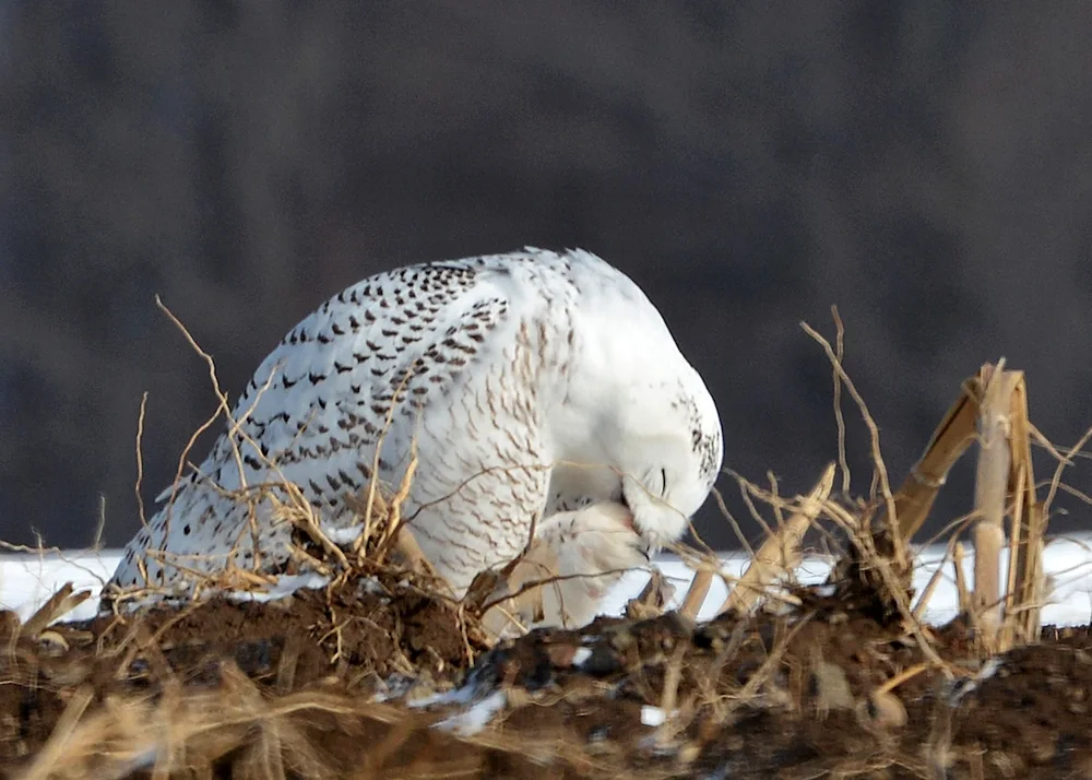 Polar Owl in the tundra