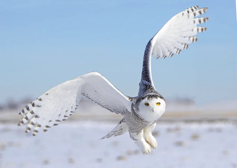 Polar Owl in the tundra