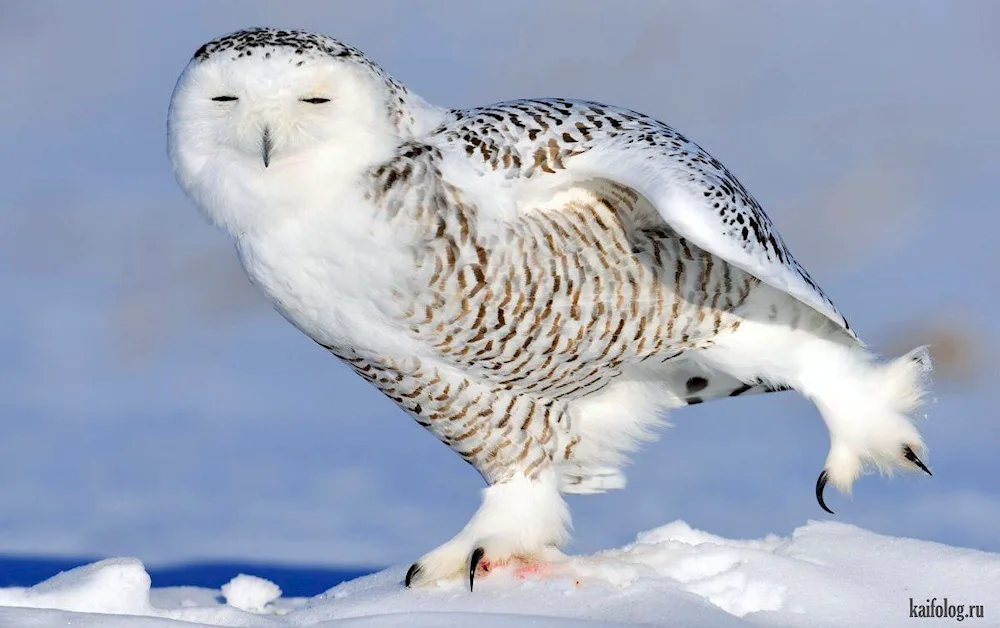 Polar Owl in the tundra