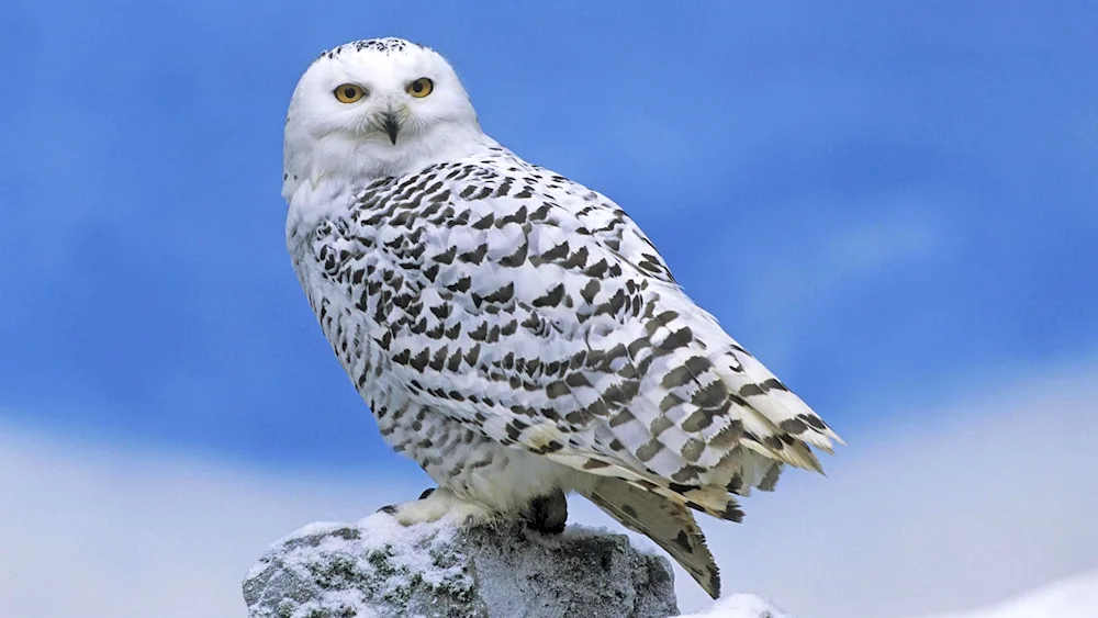 Polar Owl in the tundra