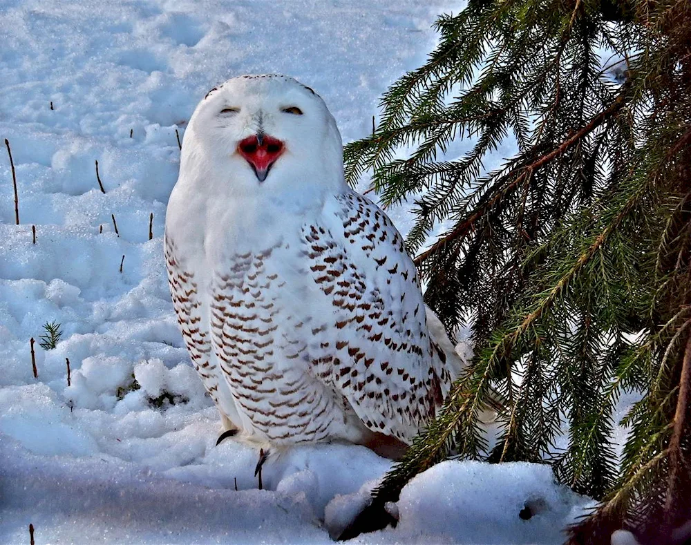 Polar Owl in the tundra